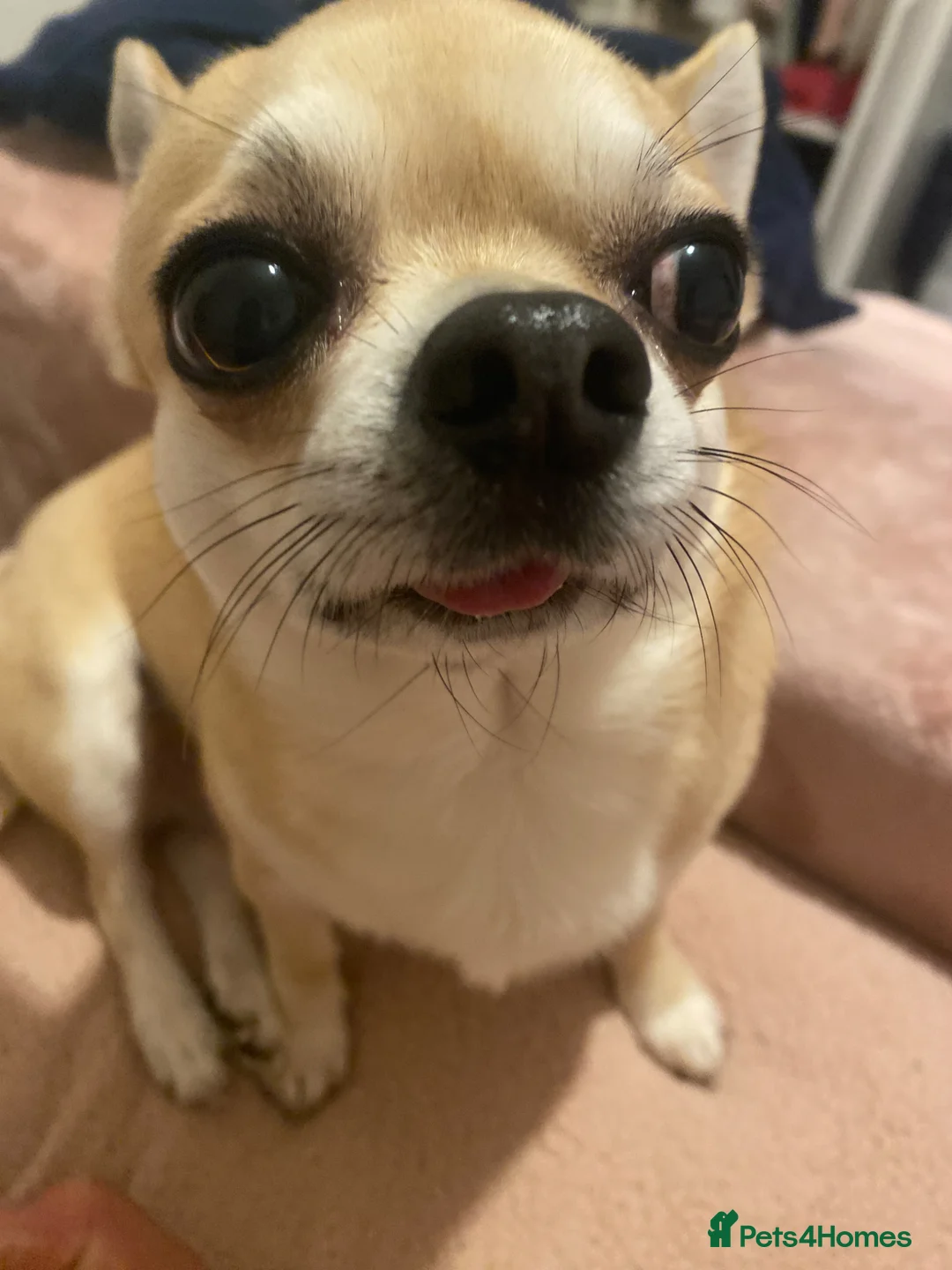 Mixed Breed dogs for sale: 4 male dogs please take - Advert 11