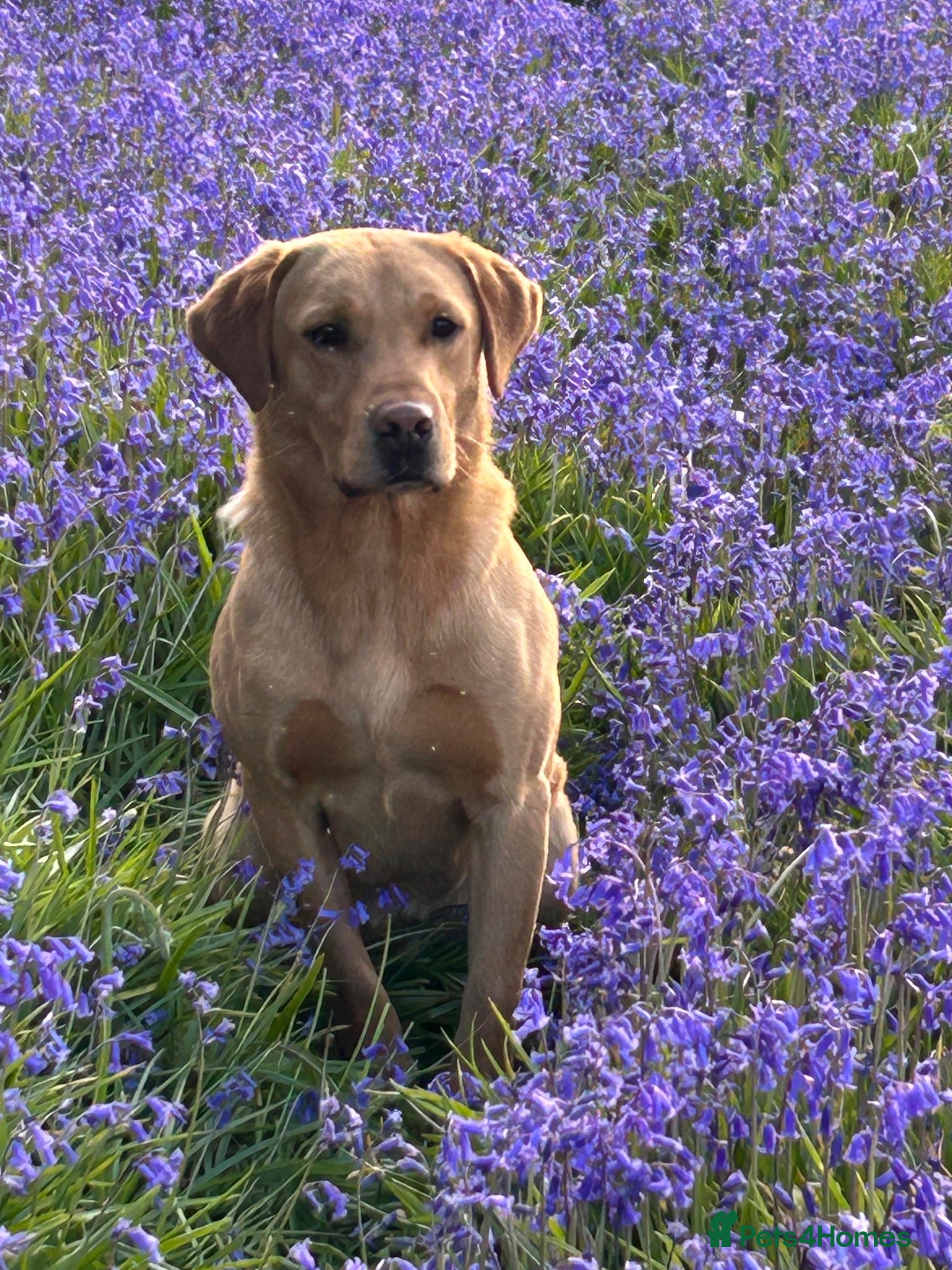 Labrador Retriever dogs Stunning Yellow Labrador at Stud - Advert 1