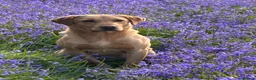 Labrador Retriever dogs for stud: Stunning Yellow Labrador at Stud - Advert 1