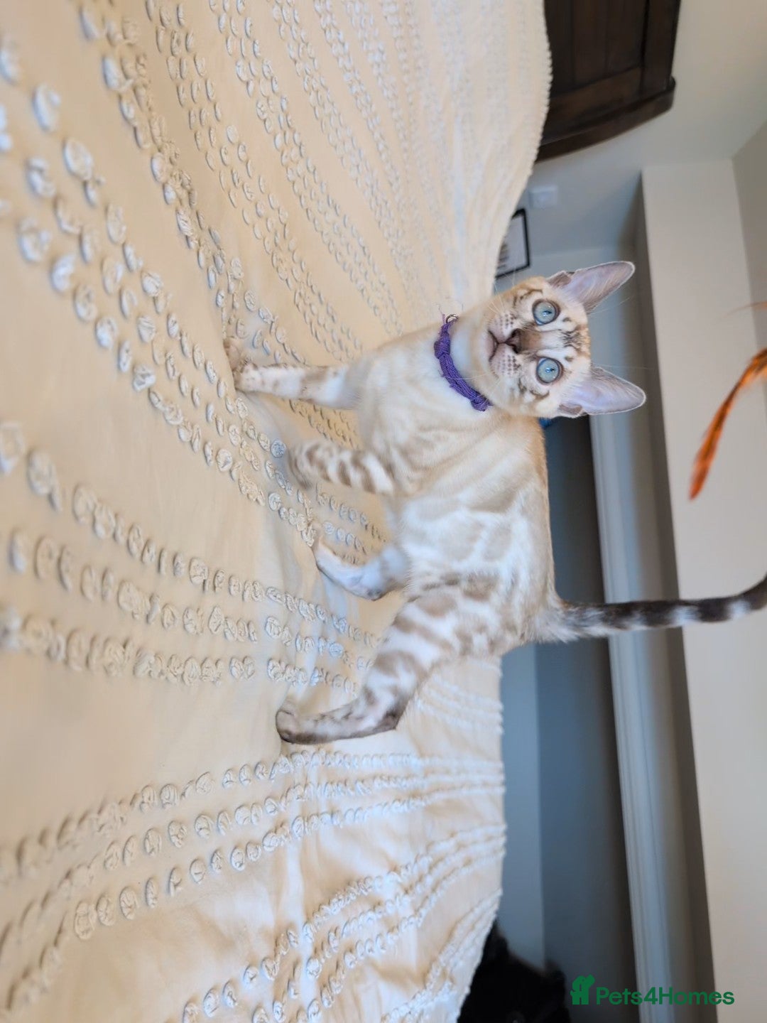 Bengal cats for sale: 🤍🖤🩶 Bengal Kittens 🩶🖤🤍 in Barnoldswick - Image 11