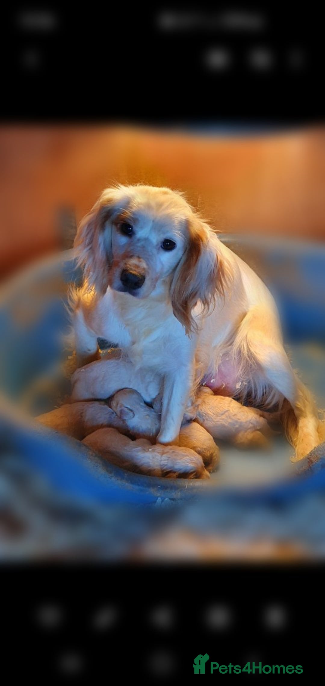 Cockapoo dogs for sale: Stunning F1 Cockapoo Puppies  - Advert 1