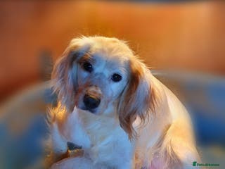 Cockapoo dogs Stunning F1 Cockapoo Puppies - Advert 10