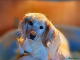 Cockapoo dogs Stunning F1 Cockapoo Puppies - Advert 2