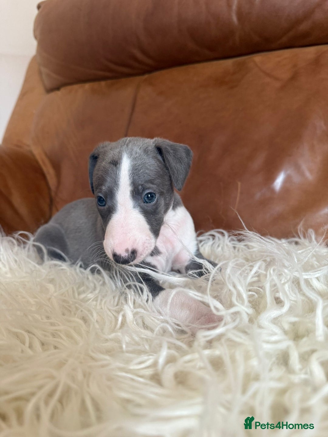 Mixed Breed dogs for sale: Adorable whippet x Italian greyhound pups !!! - Image 7