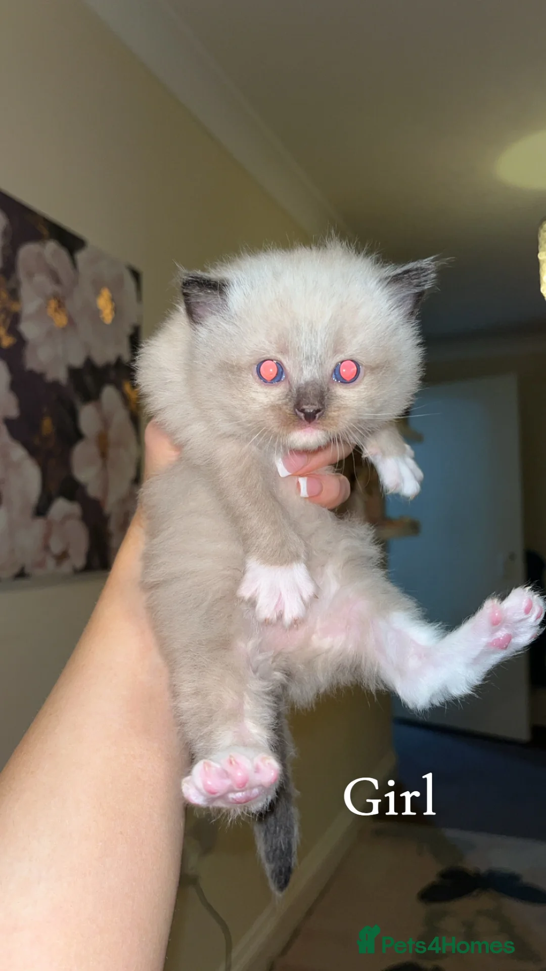 Ragdoll cats for sale: PUREBRED RAGDOLL KITTENS  - Advert 2