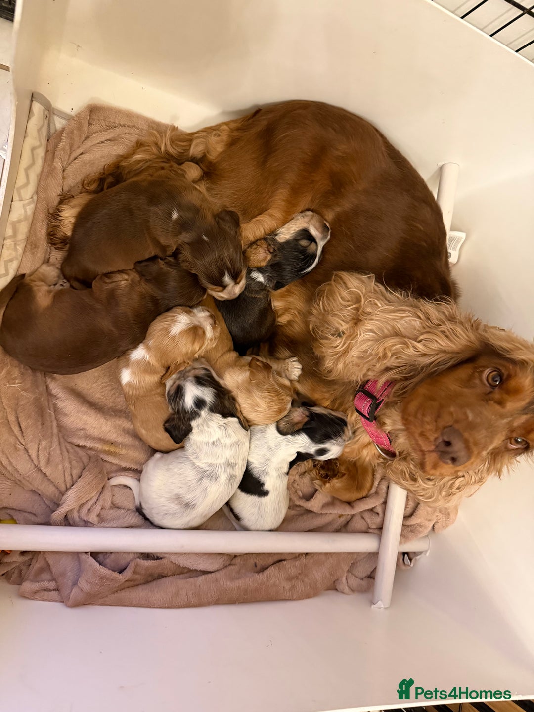 Cocker Spaniel dogs for sale: 🐶Rizi Bizi 🐶🐾 full pedigree show spaniels🐾  - Advert 1