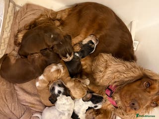 Cocker Spaniel dogs 🐶Rizi Bizi 🐶🐾 full pedigree show spaniels🐾 - Advert 3