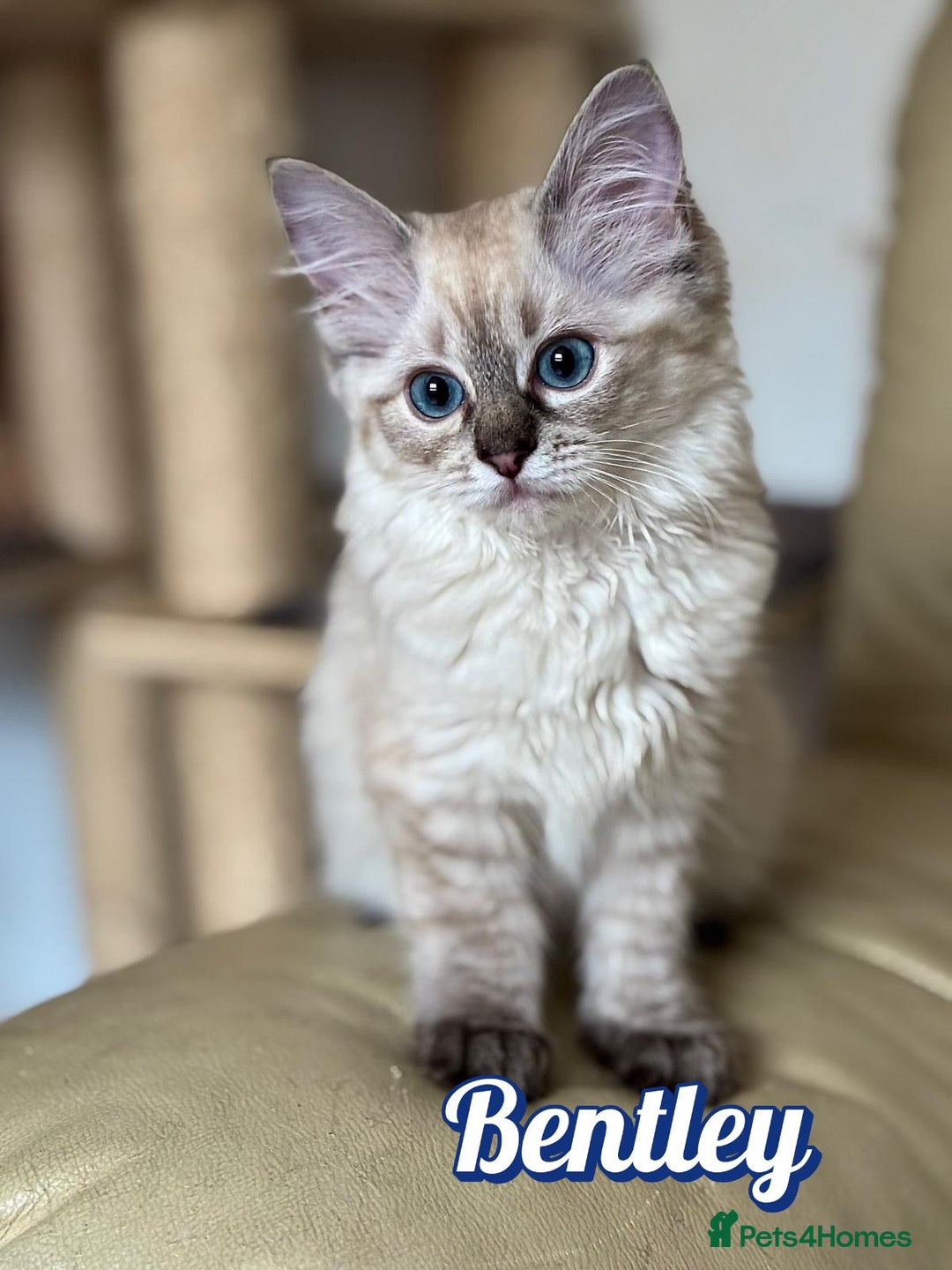 Ragdoll cats for sale: GCCF Registered Kittens - Image 1