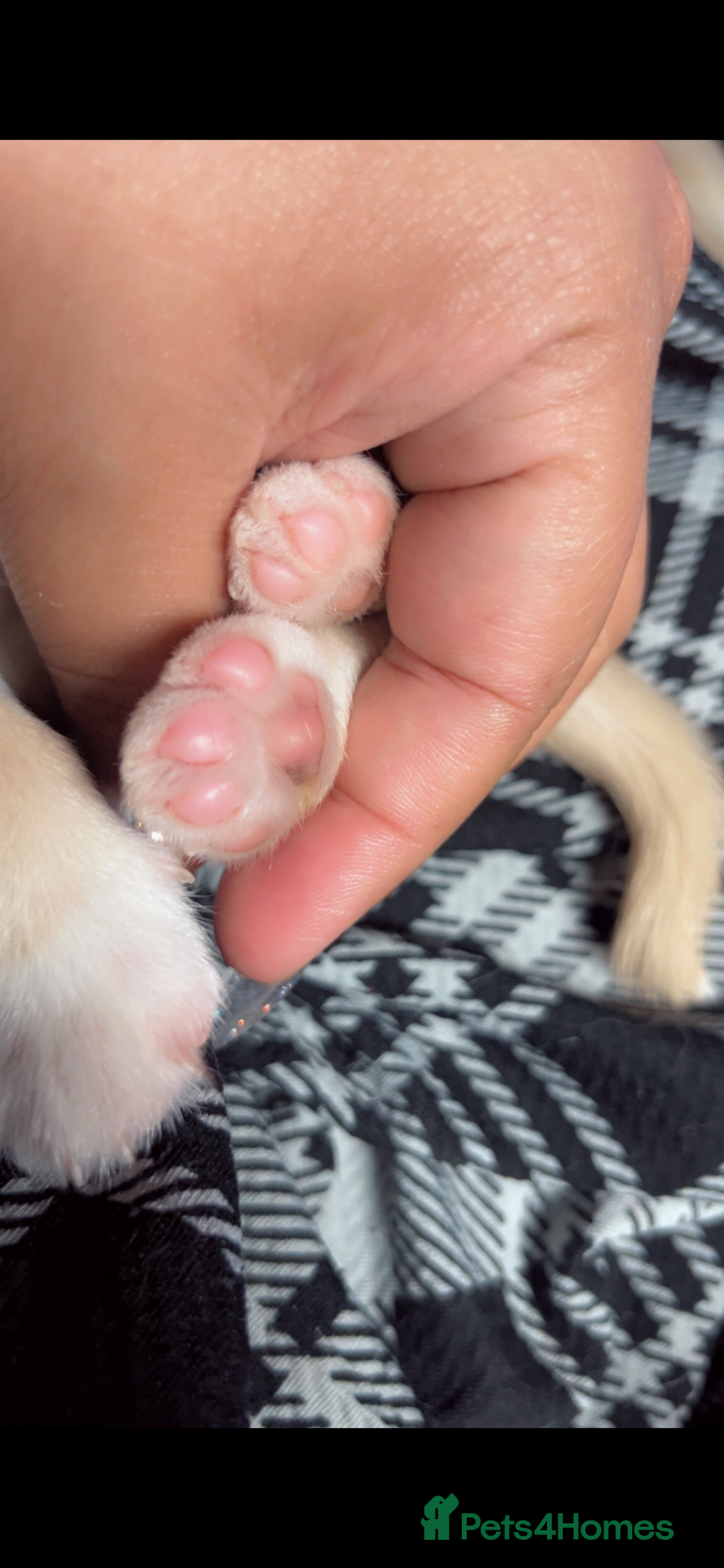 Chihuahua dogs for sale: 3 small chihuahua puppies  - Image 34