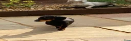 Miniature Dachshund dogs for stud: Miniature dachshund stud 18 champions in pedigree - Advert 2