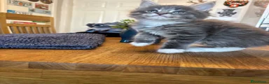 Maine Coon Kitten 2
