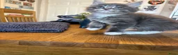 Maine Coon cats for sale: MAINE COON KITTENS - 1 POLYDACTYL - Advert 7