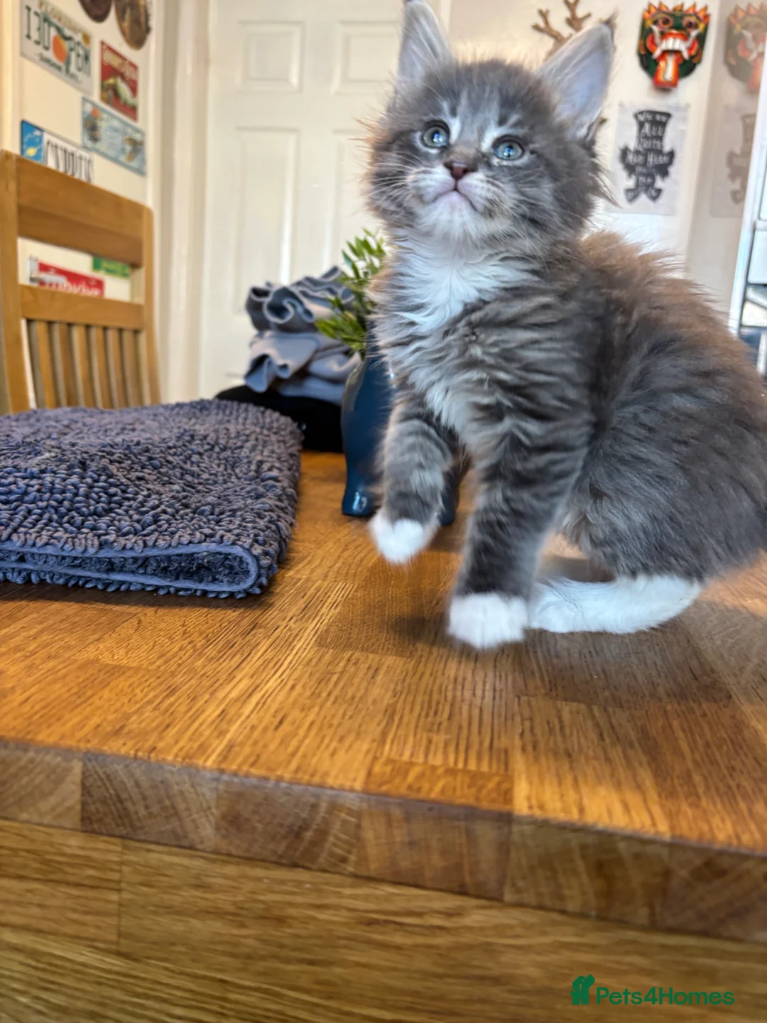 Maine Coon cats for sale: MAINE COON KITTENS - 1 POLYDACTYL - Advert 7