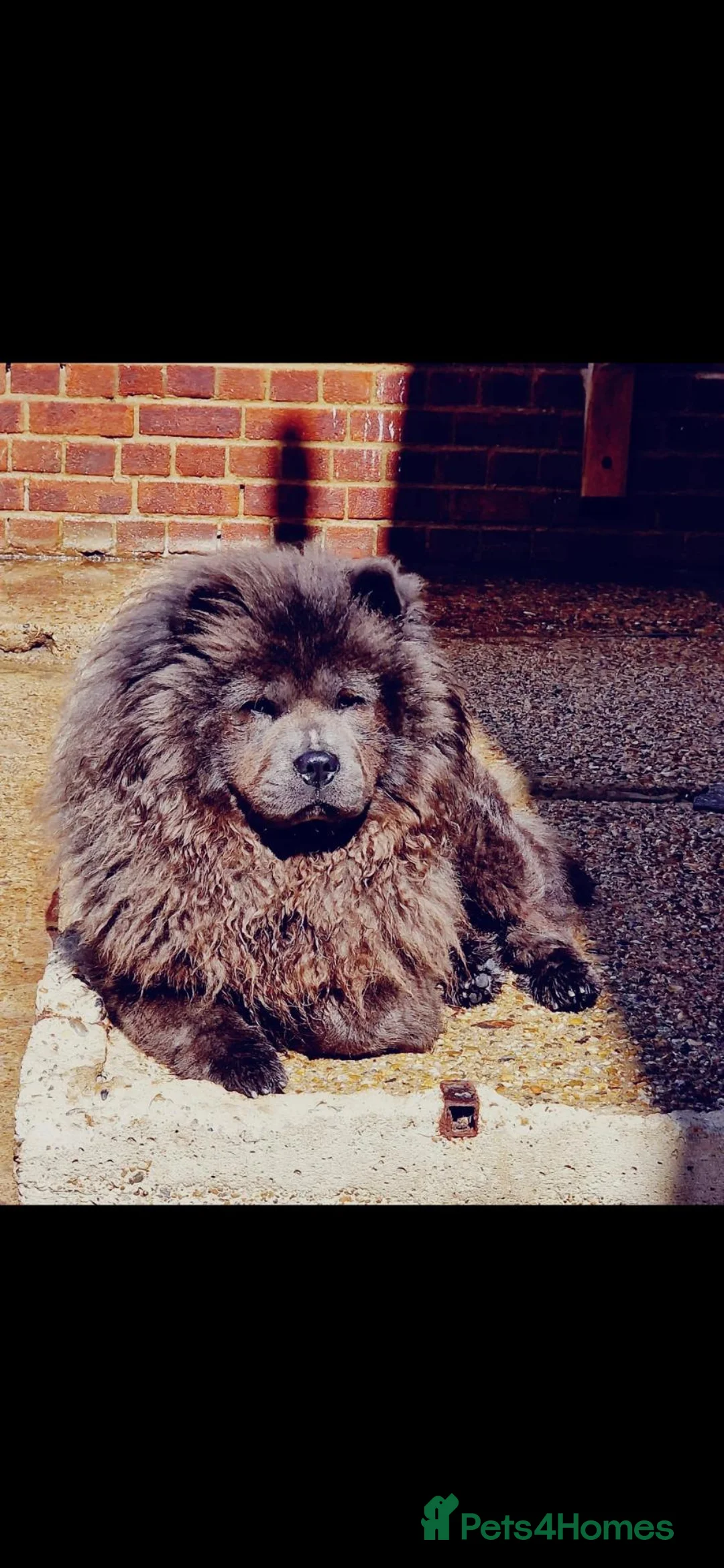 Chow Chow dogs for sale: Blue Merle Chow Boy DWKC - Advert 2