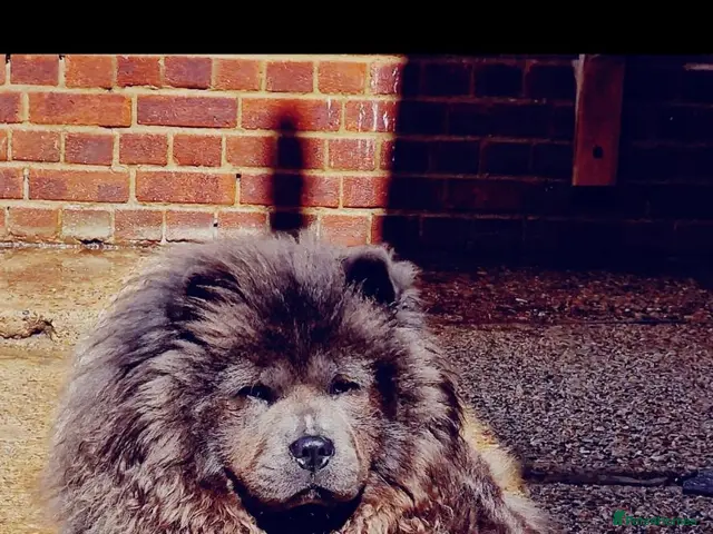 Chow Chow dogs for sale: Blue Merle Chow Boy DWKC - Advert 2