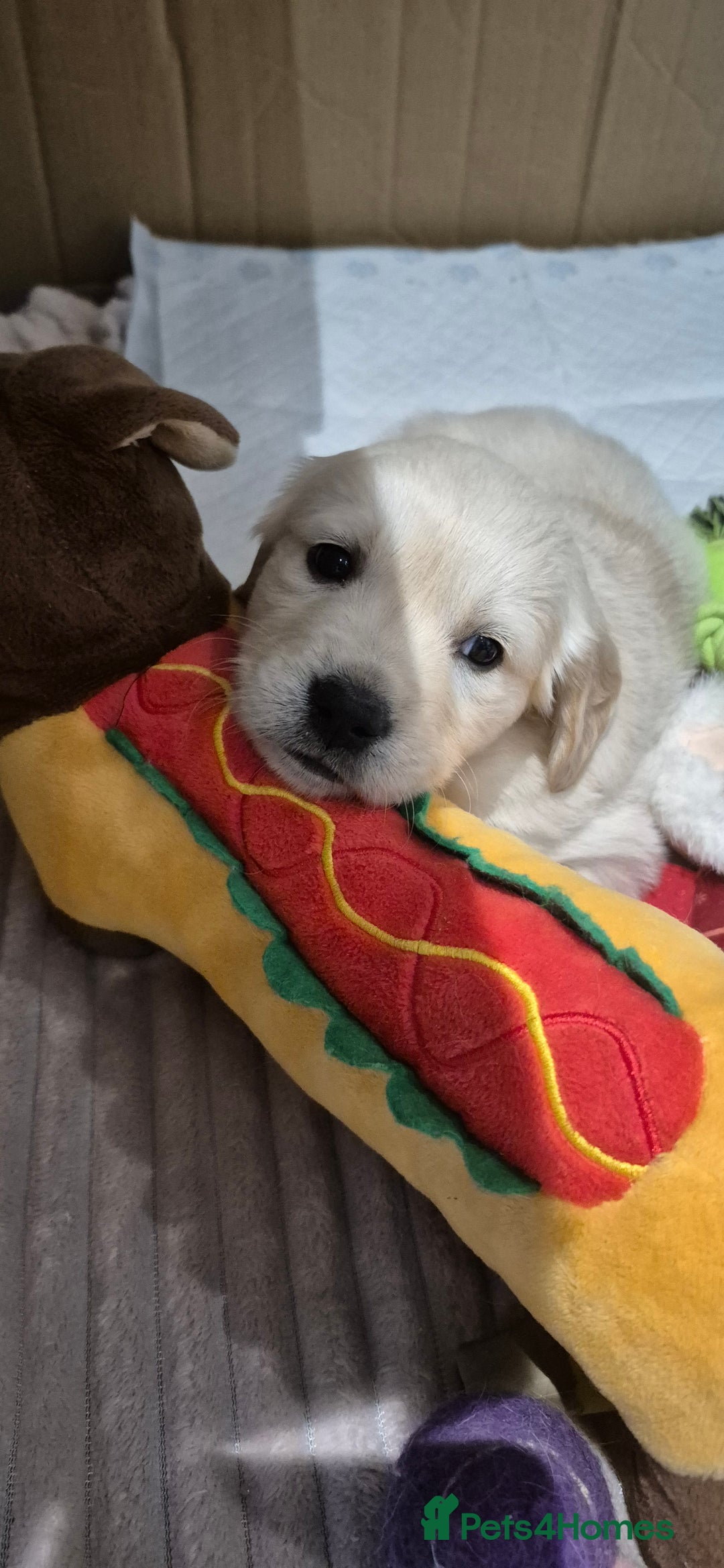 Golden Retriever dogs for sale: Golden retriever beautiful cream puppies - Advert 1