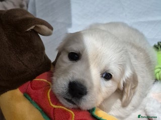 Golden Retriever dogs Golden retriever beautiful cream puppies - Advert 1