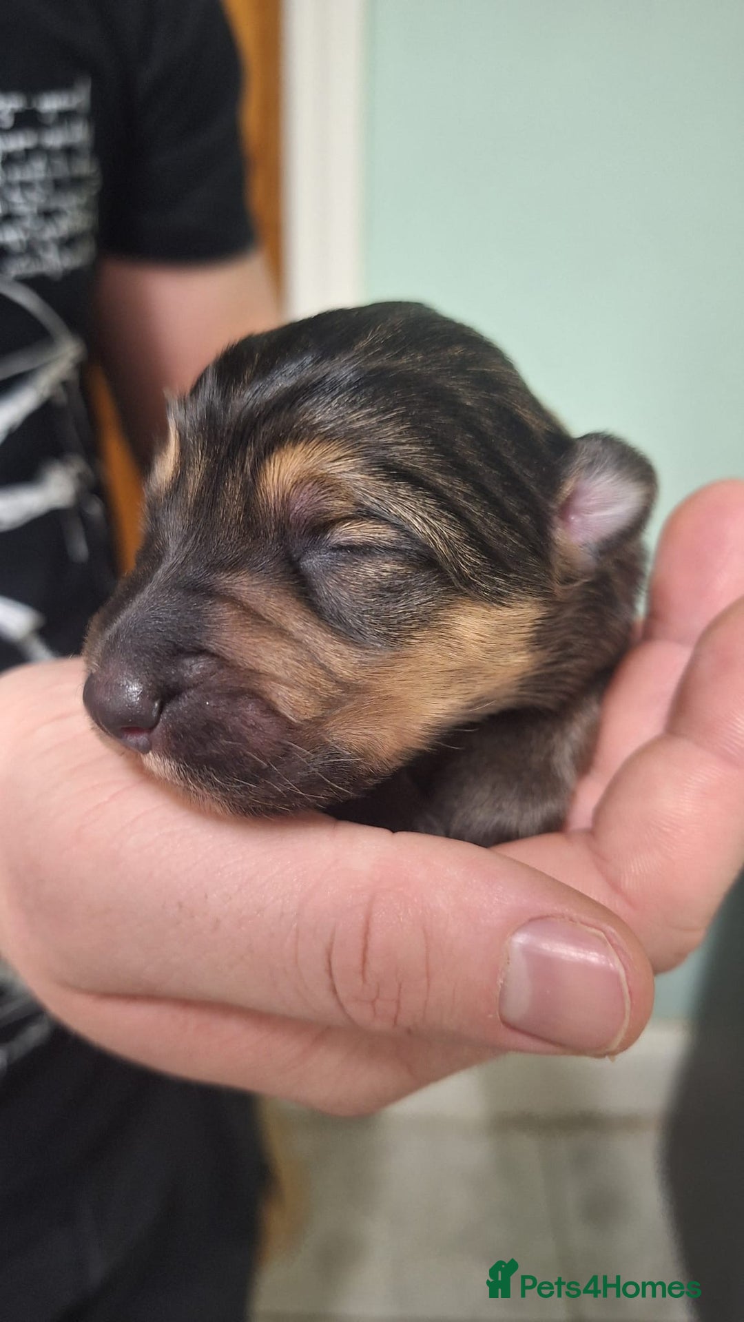 Mixed Breed dogs for sale: Shollie Pup - Advert 2