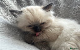 Ragdoll cats for sale: Gorgeous ragdoll kitten - Image 9