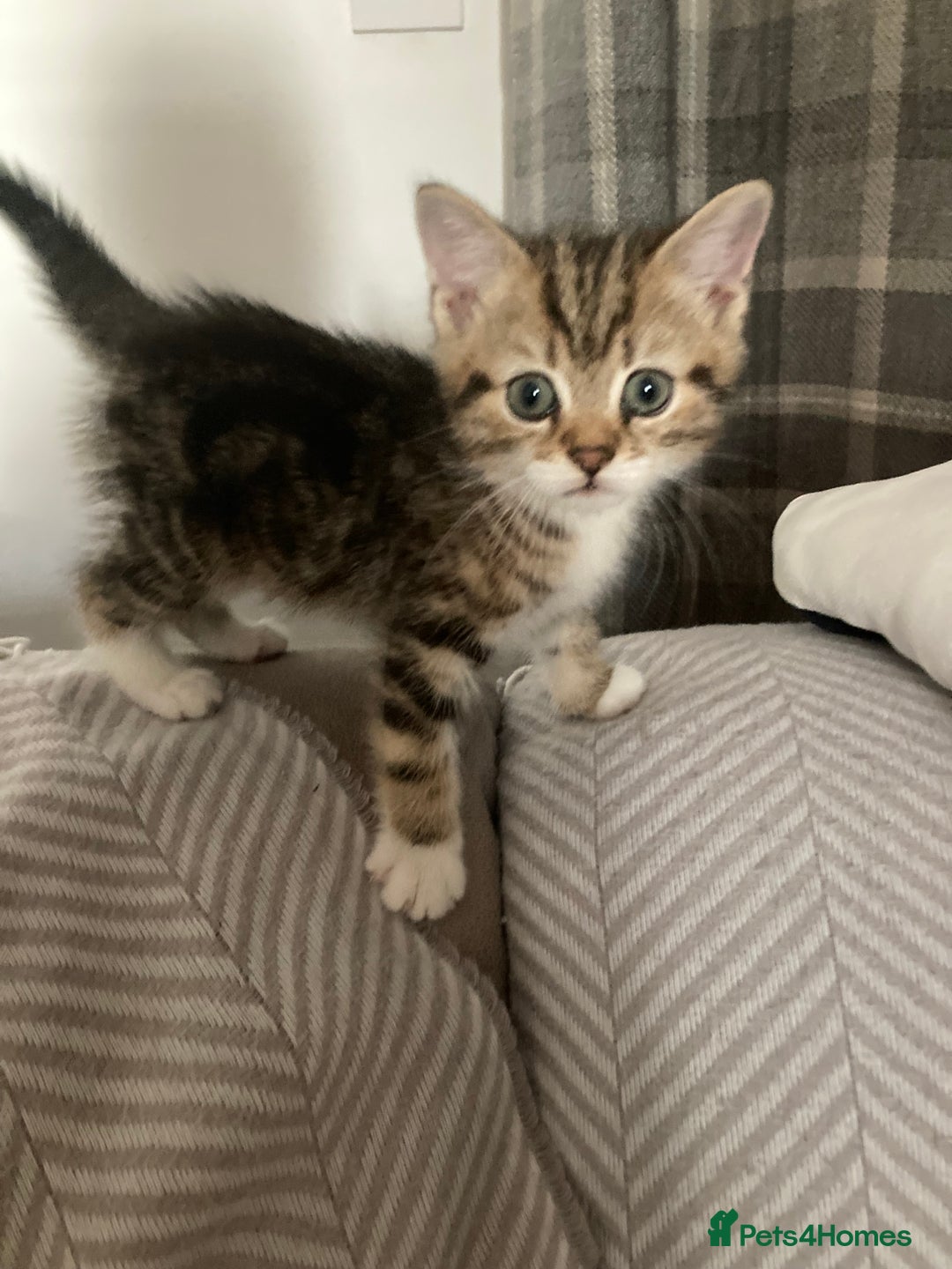 British Shorthair cats for sale: 2 beautiful fluffy kittens - Advert 19