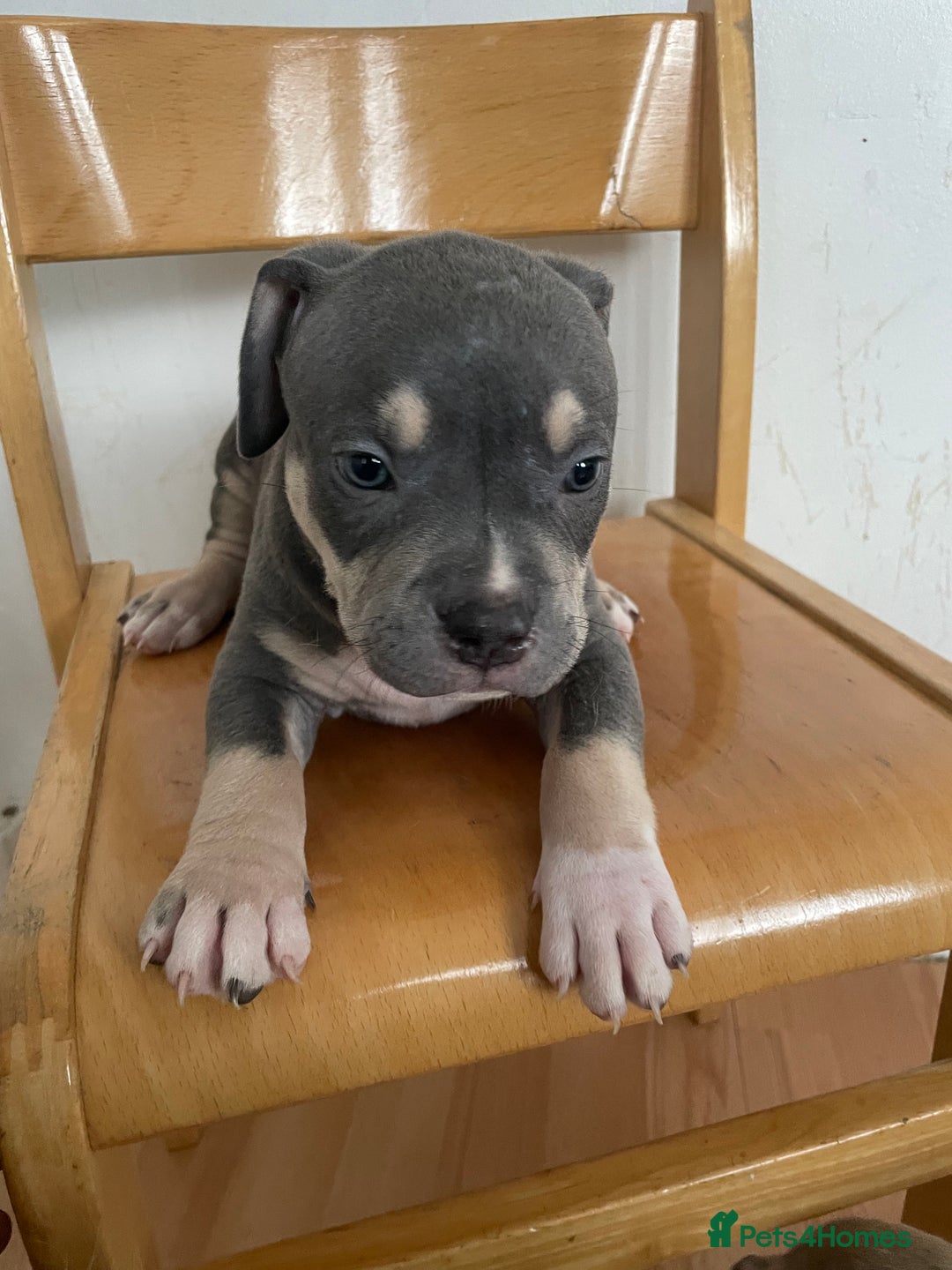 American Bully dogs for sale: Beautiful American bully puppies for sale - Image 3