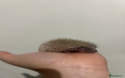 Pygmy Hedgehog rodents for sale: Pygmy Hedgehogs  - Image 3
