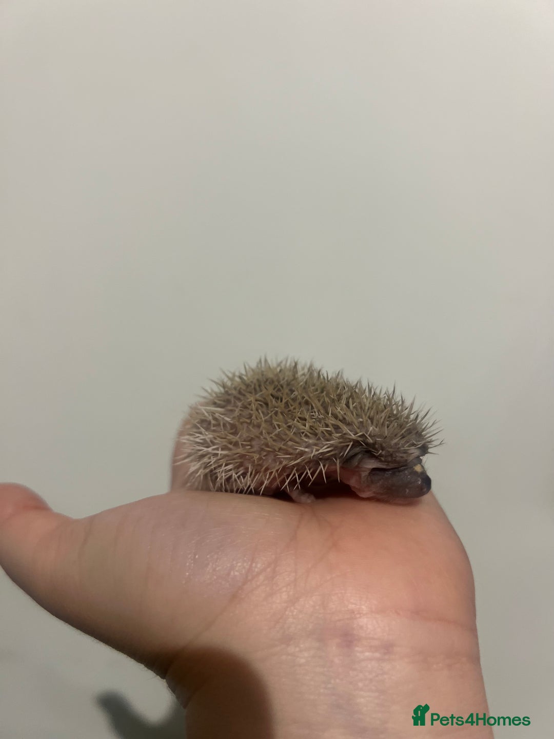 Pygmy Hedgehog rodents for sale: Pygmy Hedgehogs  - Image 3