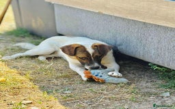 Mixed Breed dogs for adoption: 🐾 Say hello to Sky  - Advert 2