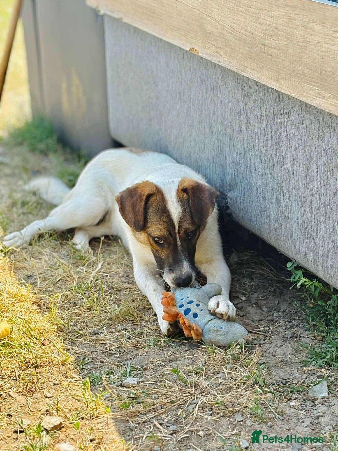 Mixed Breed dogs for adoption: 🐾 Say hello to Sky  - Advert 2