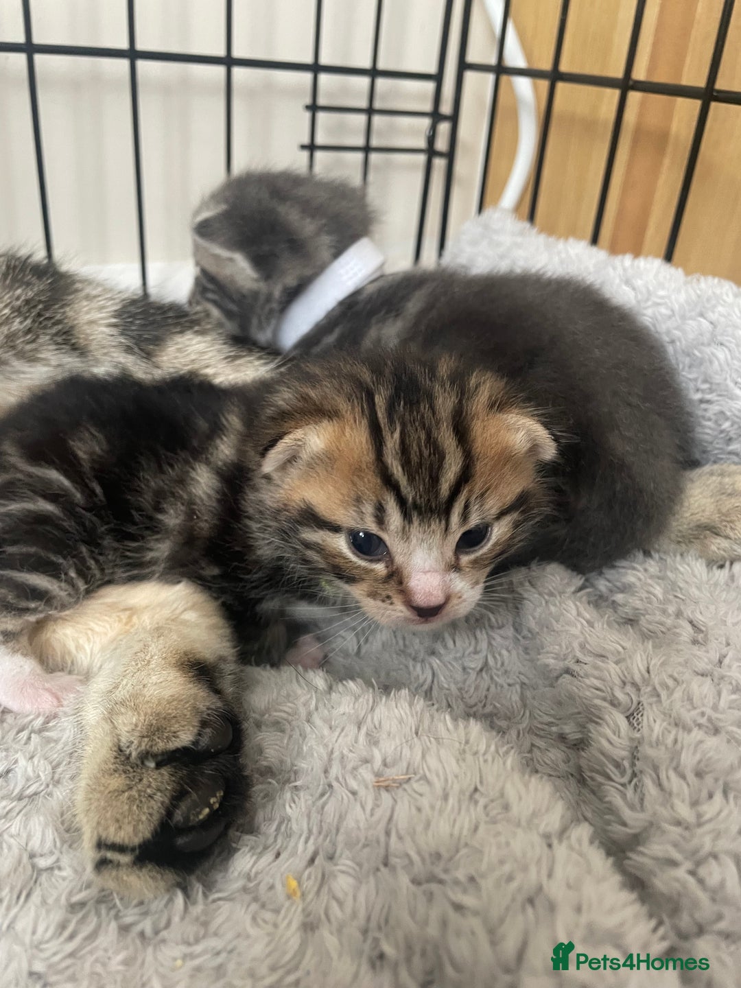 Mixed Breed cats for sale: Kittens ready to reserve  - Image 3