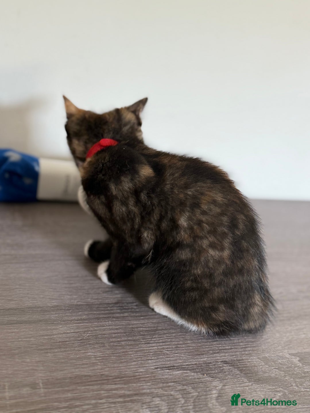 Mixed Breed cats for sale: 2 GORGEOUS KITTENS AVAILABLE NOW!  - Image 2