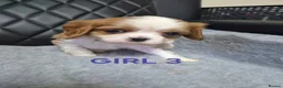 Cavalier King Charles Spaniel dogs for sale: Cavalier King Charles Spaniel  - Advert 4