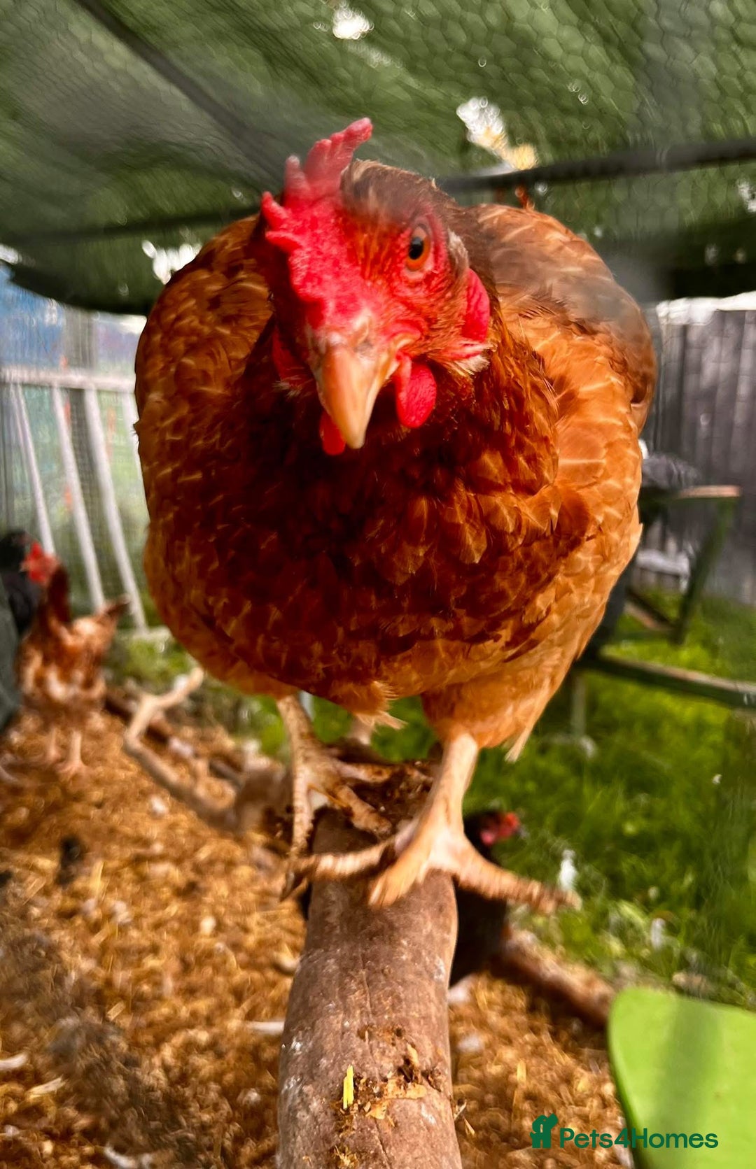 Chickens poultry for sale: Rescue Hens- collection this weekend - Image 2