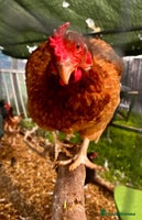 Chickens poultry - Advert 3