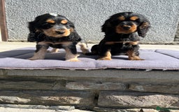 Cocker Spaniel dogs for sale: KC Health tested show type cocker spaniel puppies - Image 22