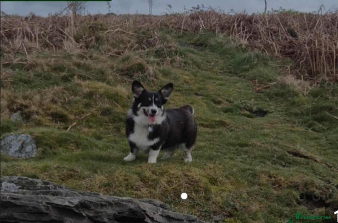 Welsh Corgi Pembroke dogs for sale: Kc reg Serbian lined bob & longtail - Advert 19