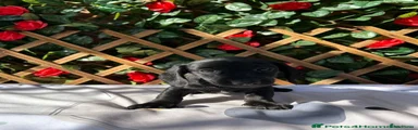 Dachshund 4