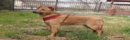 Mixed Breed dogs for adoption: ❤️🐶 YARA – FULL OF GENTLE LOVE in Folkestone - Advert 5