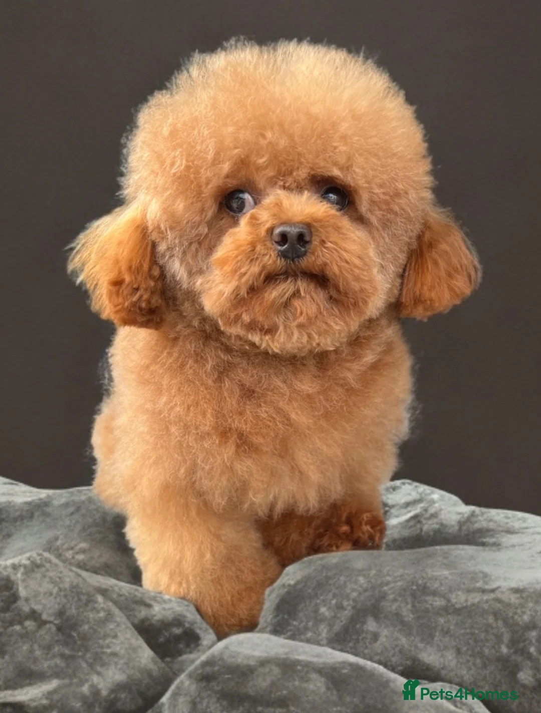 Toy Poodle dogs for sale: Asian Toy Poodle - Advert 2