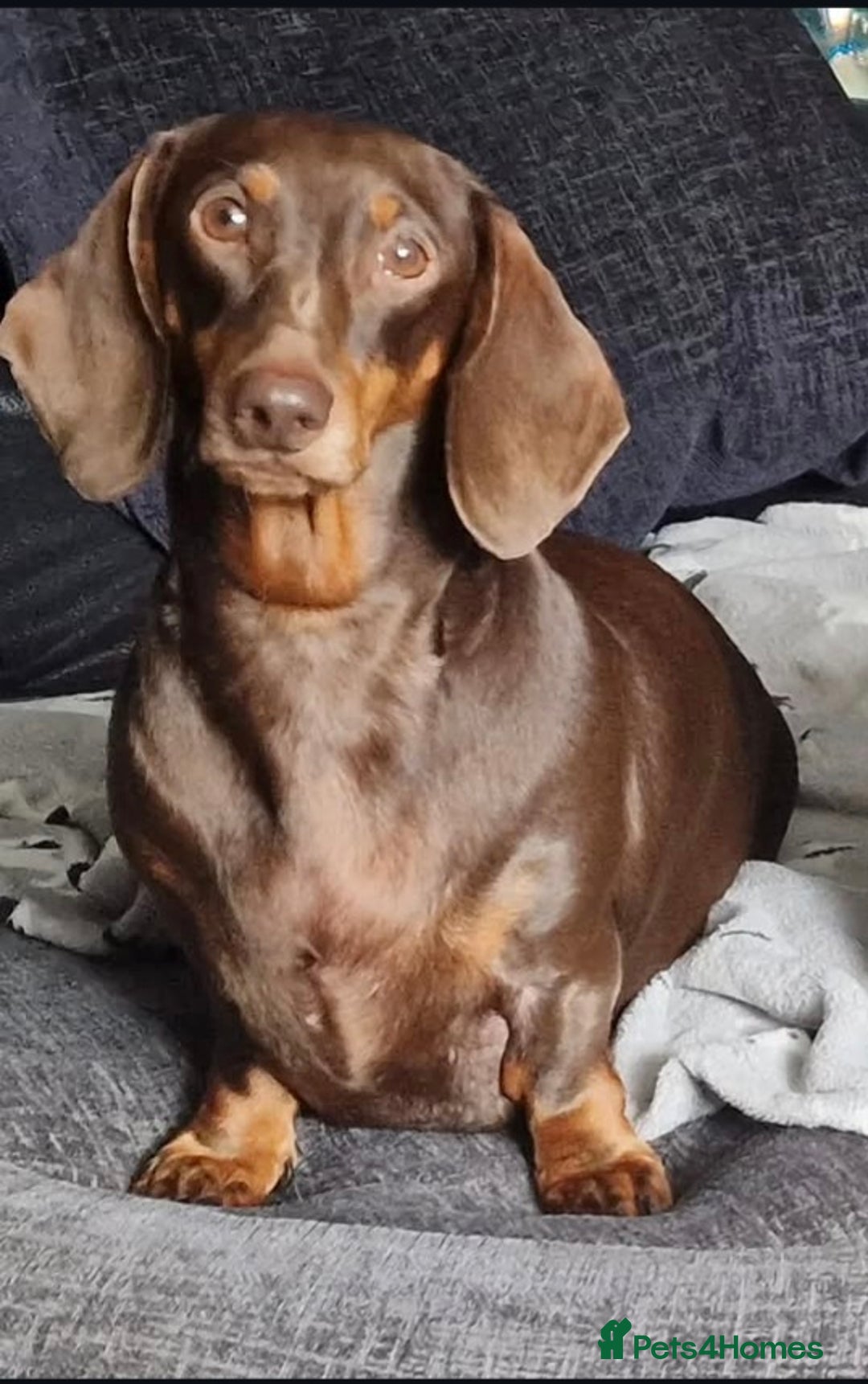 Dachshund dogs for sale: Beautiful kc Standard Dachshund Puppies  - Advert 6