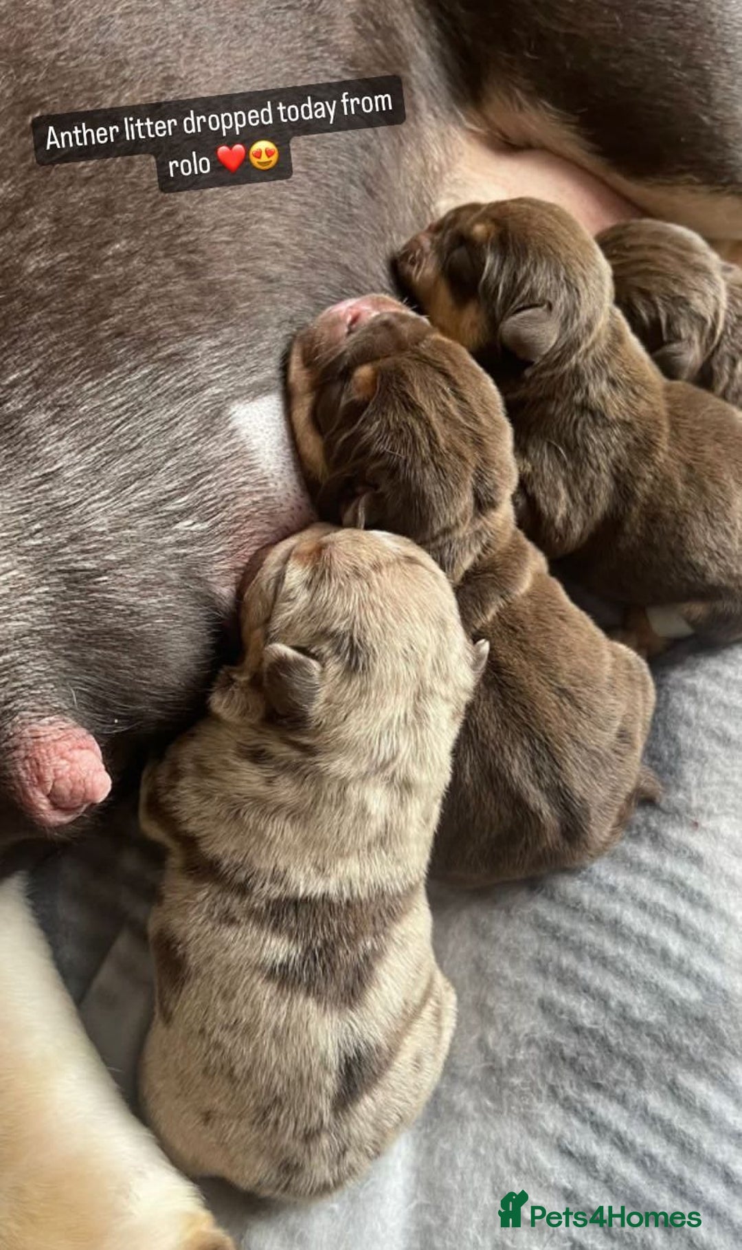 English Bulldog dogs for stud: Chocolate Merle stud English bulldog - Advert 8