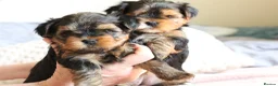 Yorkshire Terrier dogs for sale: 2 MINATURE YORKSHIRE TERRIER GIRLS - Advert 8