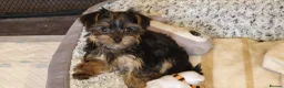 Yorkshire Terrier dogs for sale: Stunning Yorkshire Terrier puppies.  - Advert 14