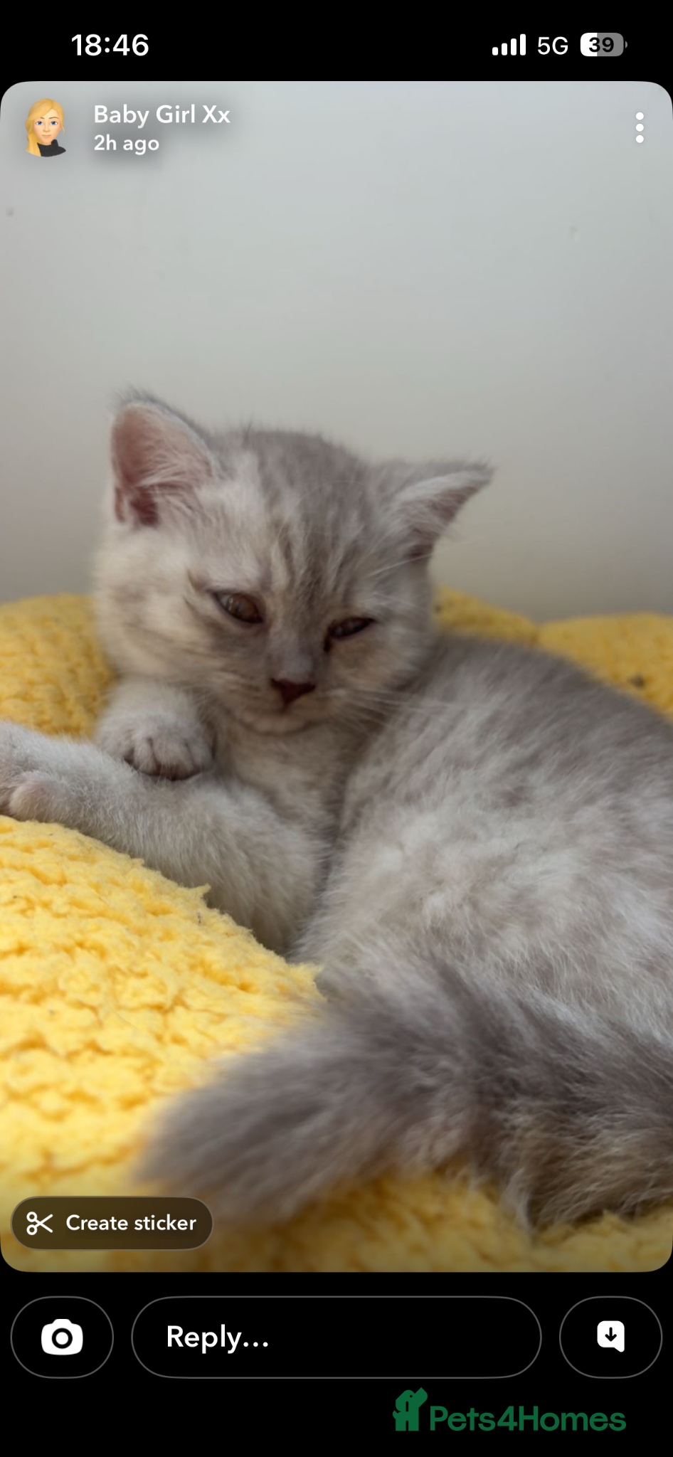 British Shorthair cats 2 British shorthair kittens  - Advert 9