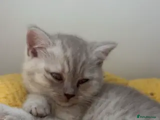 British Shorthair cats 2 British shorthair kittens - Advert 5