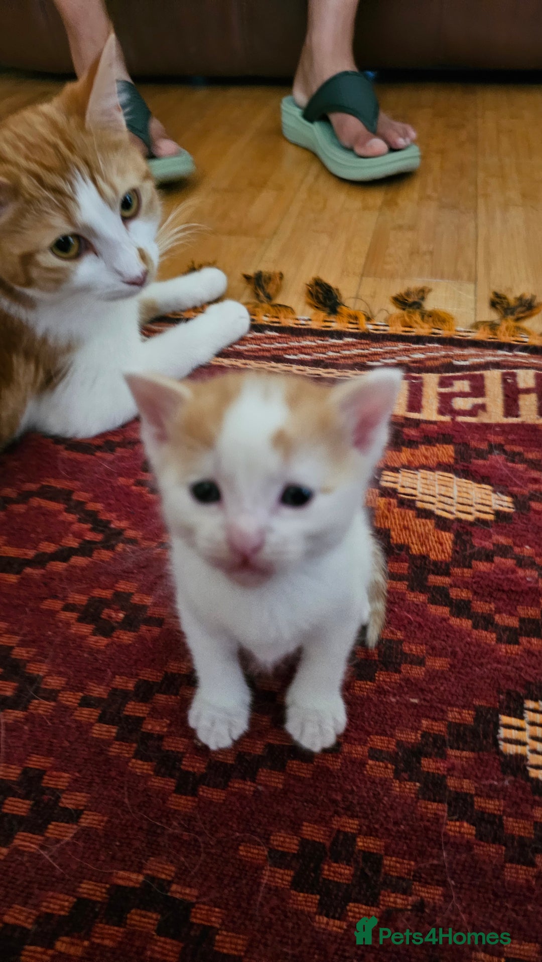 Mixed Breed cats for sale: Beautiful kittens for sale - Image 2