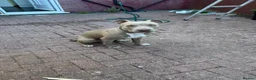 American Bully dogs for sale: American bully  - Advert 2
