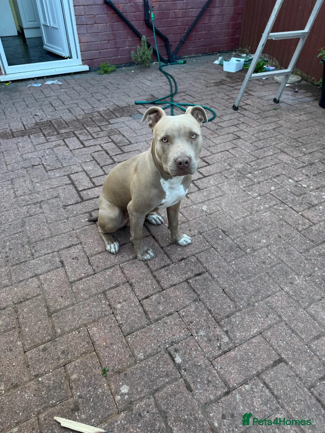 American Bully dogs for sale: American bully  - Advert 2