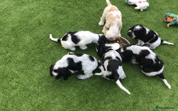 Cocker Spaniel dogs for sale:  show cocker puppy.KC reg. AMS.PRA. & FN clear. - Image 15