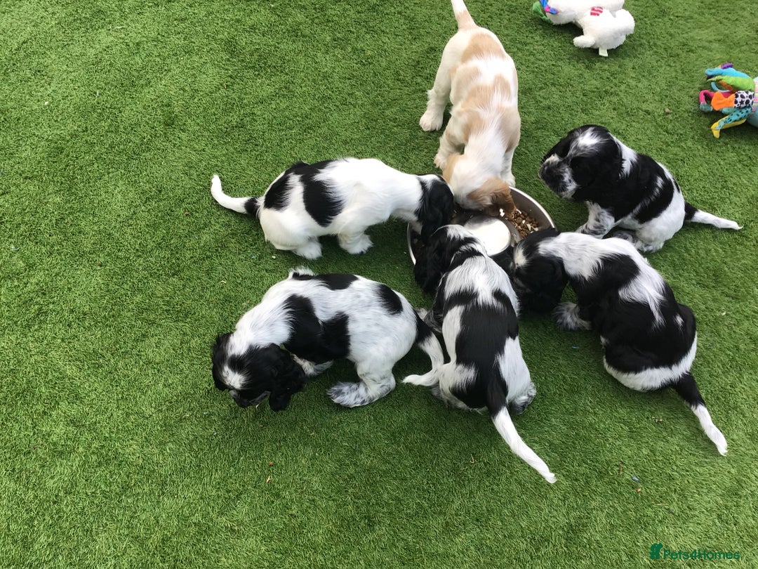 Cocker Spaniel dogs for sale:  show cocker puppy.KC reg. AMS.PRA. & FN clear. - Image 15